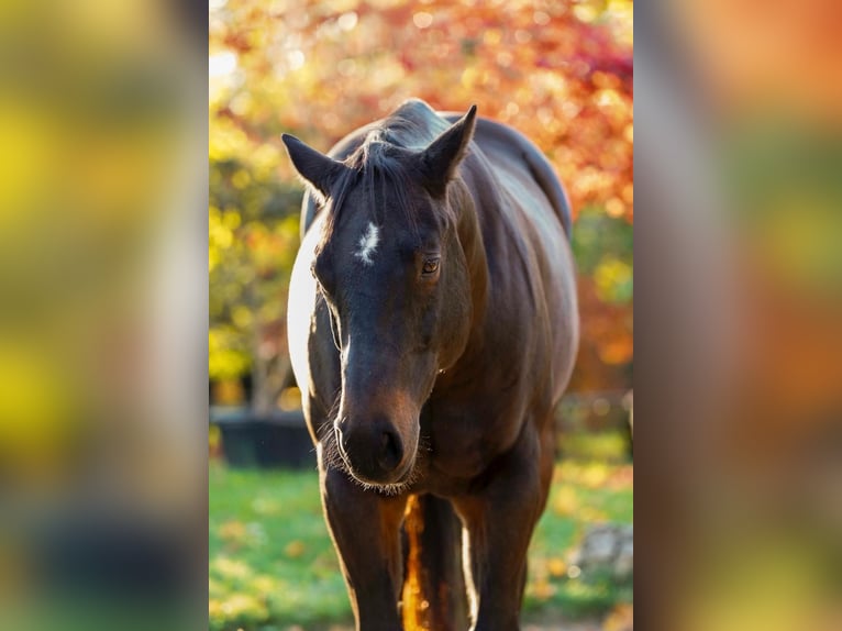 American Quarter Horse Wałach 11 lat 151 cm Gniada in Hinwil