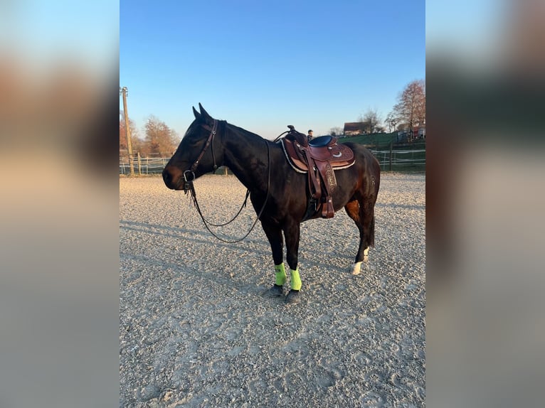 American Quarter Horse Wałach 11 lat 151 cm Gniada in Hinwil