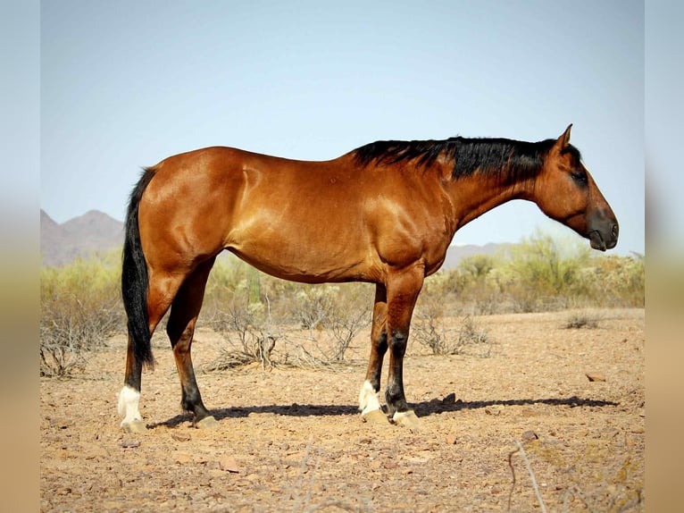 American Quarter Horse Wałach 11 lat 152 cm Bułana in Marana AZ