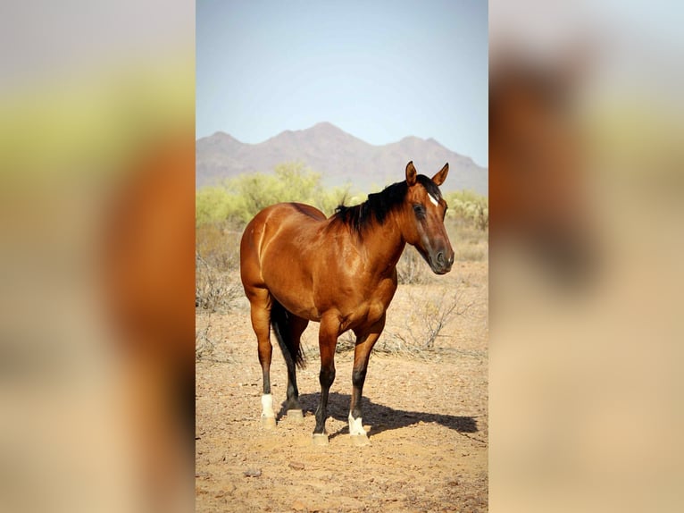American Quarter Horse Wałach 11 lat 152 cm Bułana in Marana AZ
