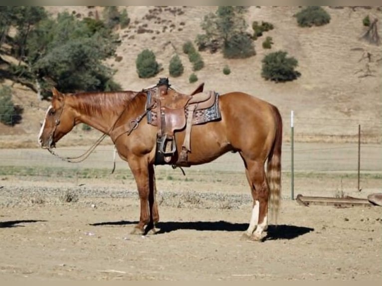 American Quarter Horse Wałach 11 lat 152 cm Bułana in Paicines CA