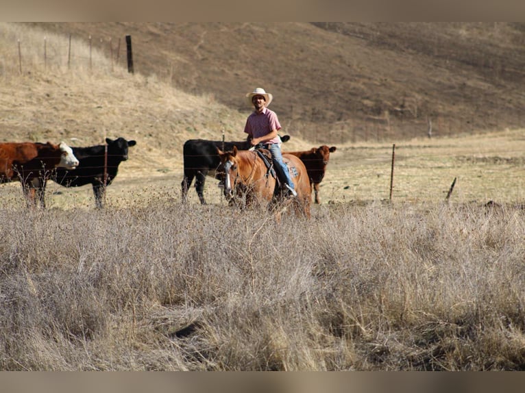American Quarter Horse Wałach 11 lat 152 cm Bułana in Paicines CA