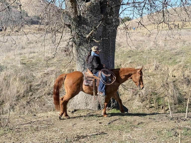 American Quarter Horse Wałach 11 lat 152 cm Bułana in Paicines CA