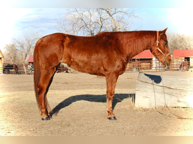American Quarter Horse Wałach 11 lat 152 cm Ciemnokasztanowata in Fort Collins  CO