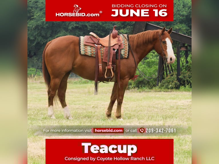 American Quarter Horse Wałach 11 lat 152 cm Cisawa in Mount Vernon, TX