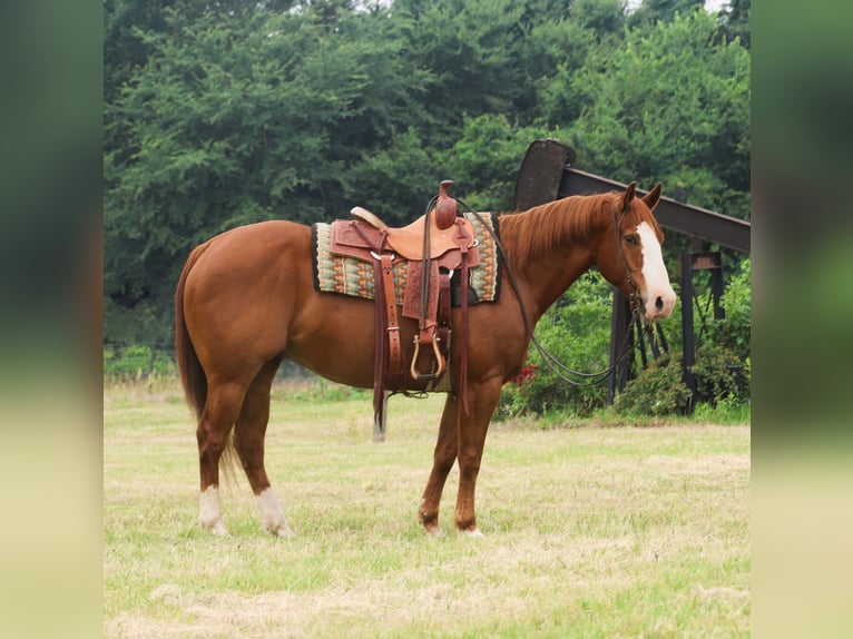 American Quarter Horse Wałach 11 lat 152 cm Cisawa in Mount Vernon, TX