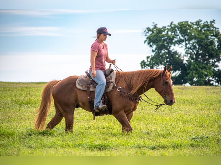 American Quarter Horse Wałach 11 lat 152 cm Cisawa in Stephenville