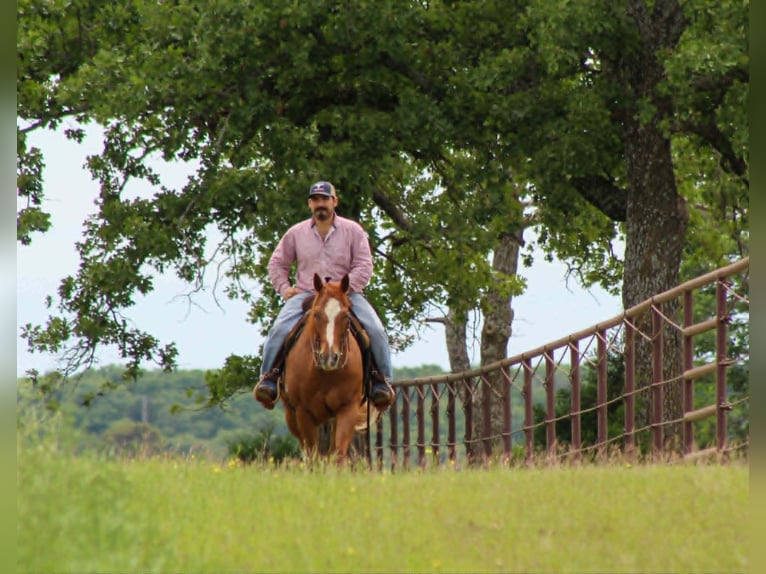 American Quarter Horse Wałach 11 lat 152 cm Cisawa in Whitesboro
