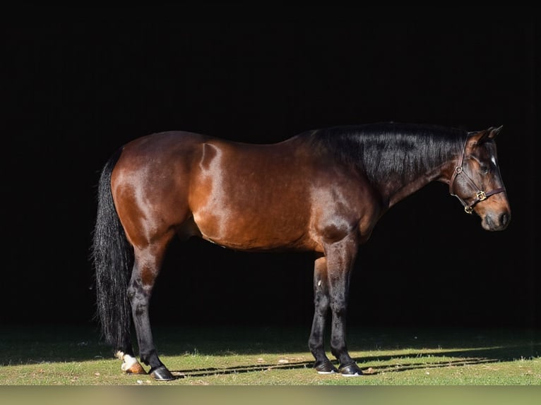 American Quarter Horse Wałach 11 lat 152 cm Gniada in Providence Forge VA