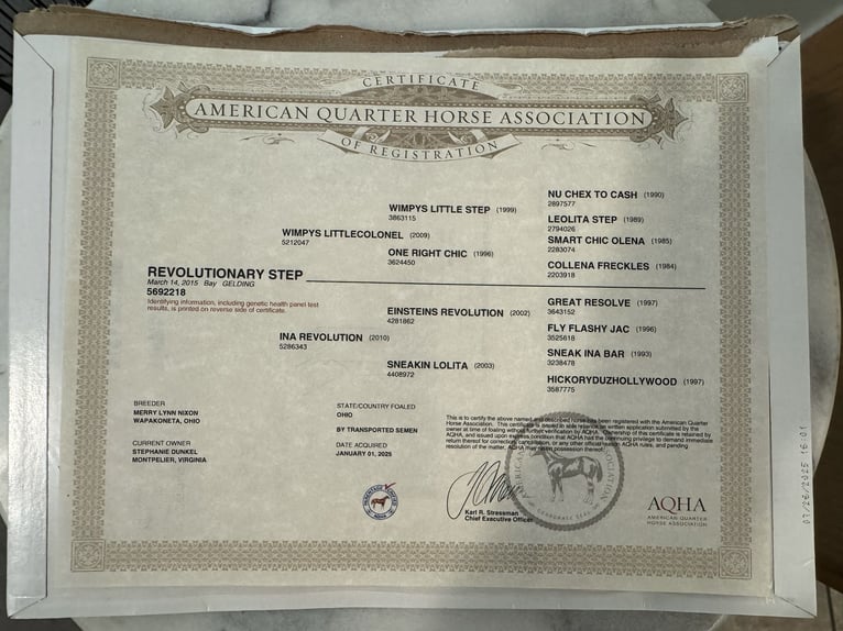 American Quarter Horse Wałach 11 lat 152 cm Gniada in Providence Forge VA