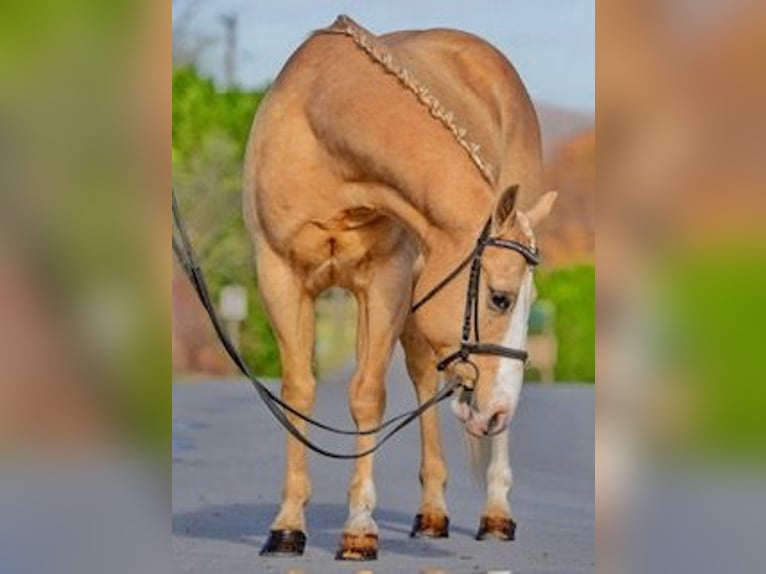 American Quarter Horse Wałach 11 lat 152 cm Izabelowata in Pacific, MO