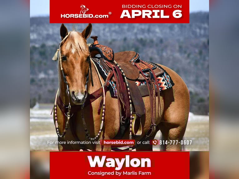 American Quarter Horse Wałach 11 lat 152 cm Izabelowata in Rebersburg