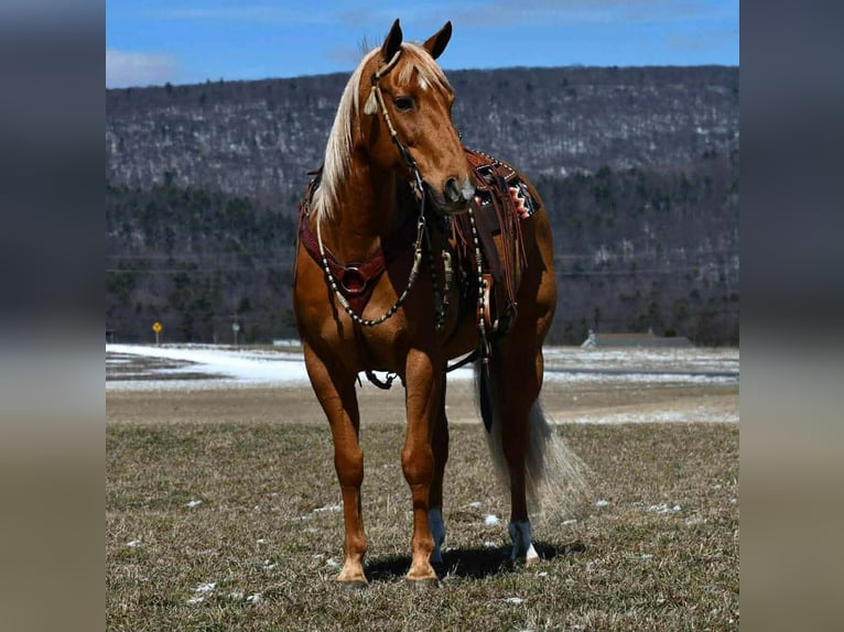 American Quarter Horse Wałach 11 lat 152 cm Izabelowata in Rebersburg