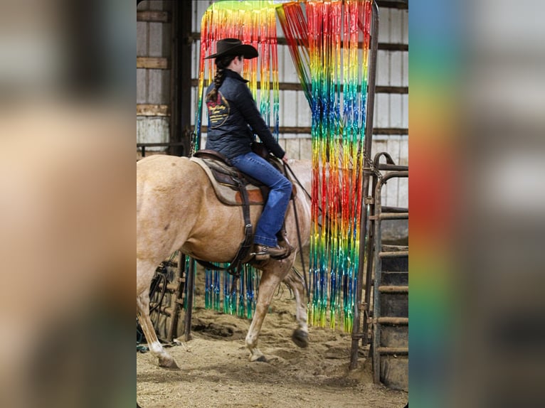 American Quarter Horse Wałach 11 lat 152 cm Izabelowata in Robards