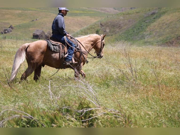 American Quarter Horse Wałach 11 lat 152 cm Izabelowata in Paicines CA
