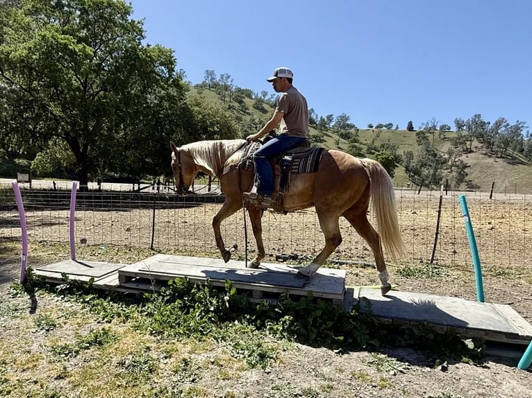 American Quarter Horse Wałach 11 lat 152 cm Izabelowata in Paicines CA
