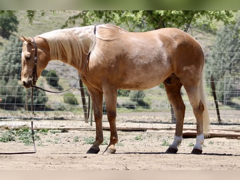 American Quarter Horse Wałach 11 lat 152 cm Izabelowata in Paicines CA