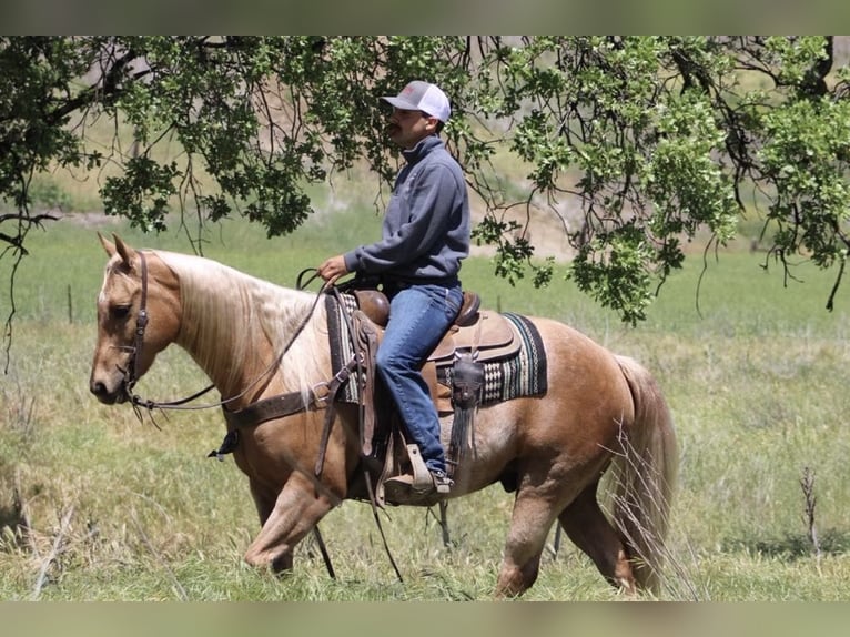 American Quarter Horse Wałach 11 lat 152 cm Izabelowata in Paicines CA