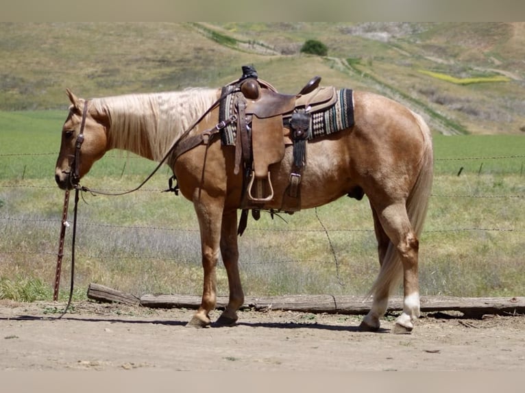 American Quarter Horse Wałach 11 lat 152 cm Izabelowata in Paicines CA