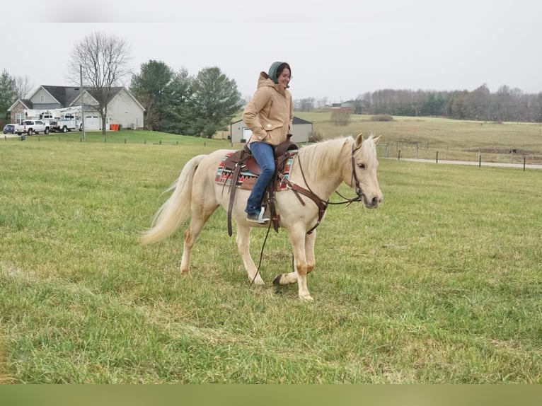 American Quarter Horse Wałach 11 lat 152 cm Izabelowata in rineyville KY