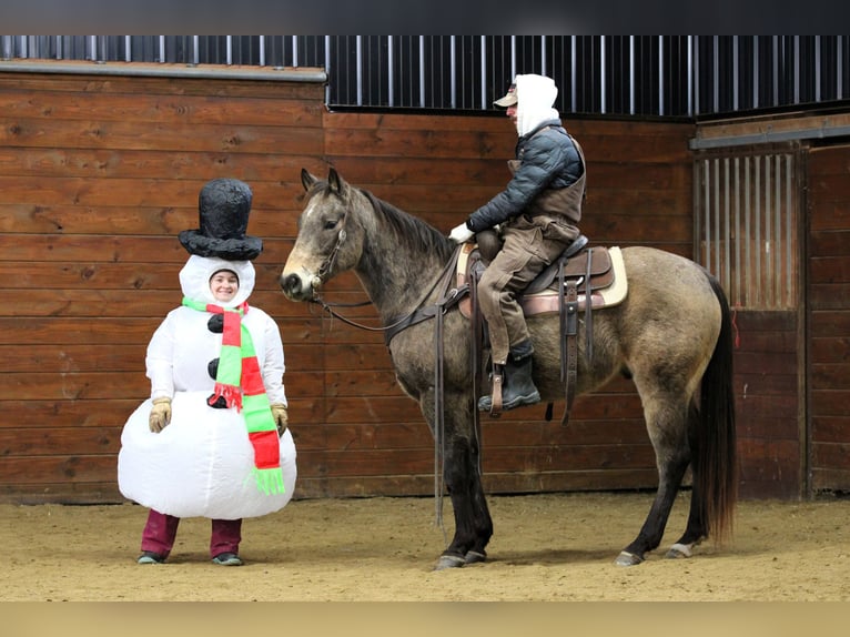 American Quarter Horse Wałach 11 lat 152 cm Jelenia in Clarion