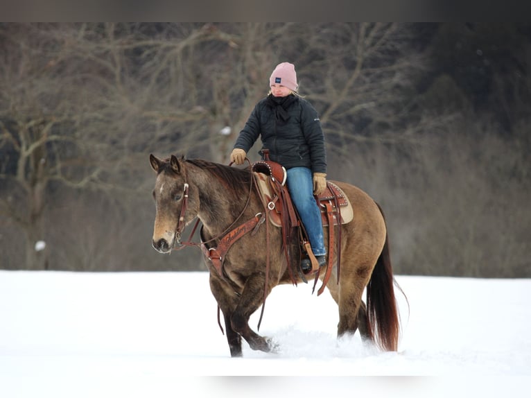 American Quarter Horse Wałach 11 lat 152 cm Jelenia in Clarion