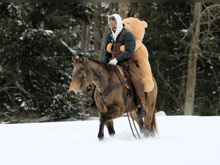 American Quarter Horse Wałach 11 lat 152 cm Jelenia in Clarion