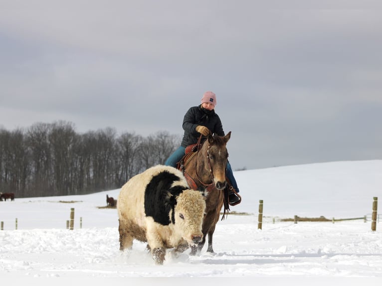 American Quarter Horse Wałach 11 lat 152 cm Jelenia in Clarion