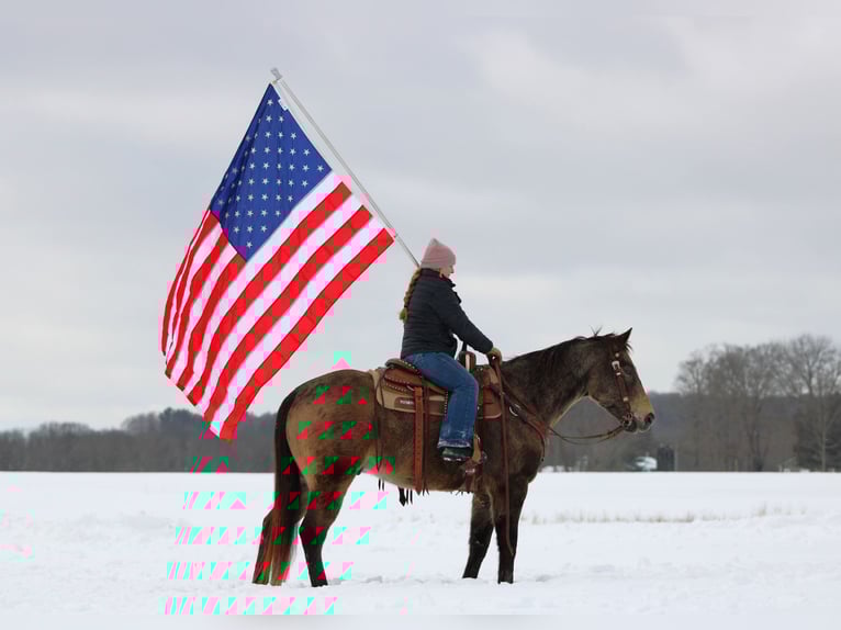 American Quarter Horse Wałach 11 lat 152 cm Jelenia in Clarion