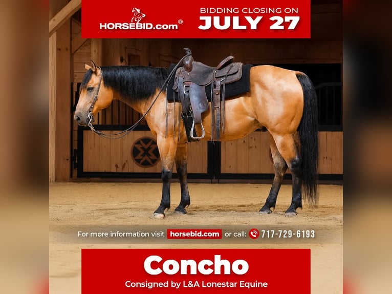 American Quarter Horse Wałach 11 lat 152 cm Jelenia in Needmore