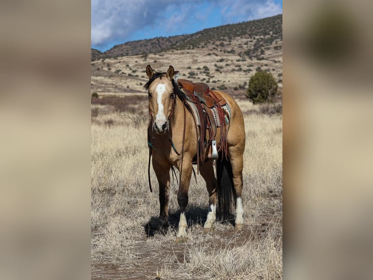 American Quarter Horse Wałach 11 lat 152 cm Jelenia in Camp Verde AZ