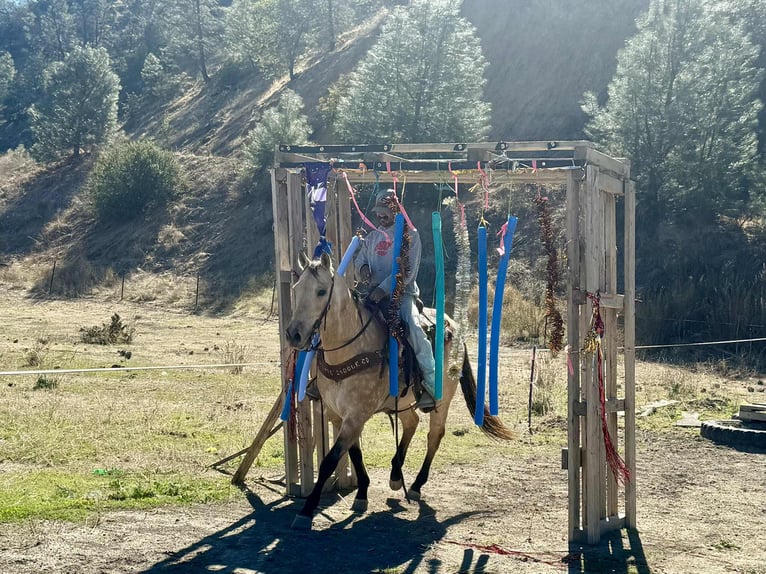 American Quarter Horse Wałach 11 lat 152 cm Jelenia in Paicines CA