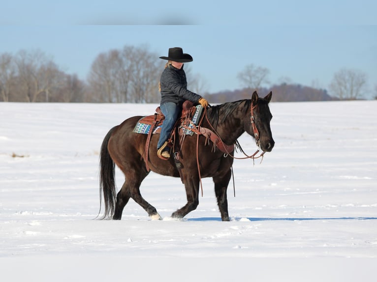American Quarter Horse Wałach 11 lat 152 cm Kara in Clarion