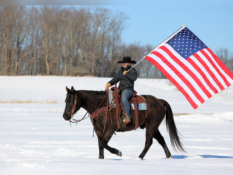 American Quarter Horse Wałach 11 lat 152 cm Kara in Clarion