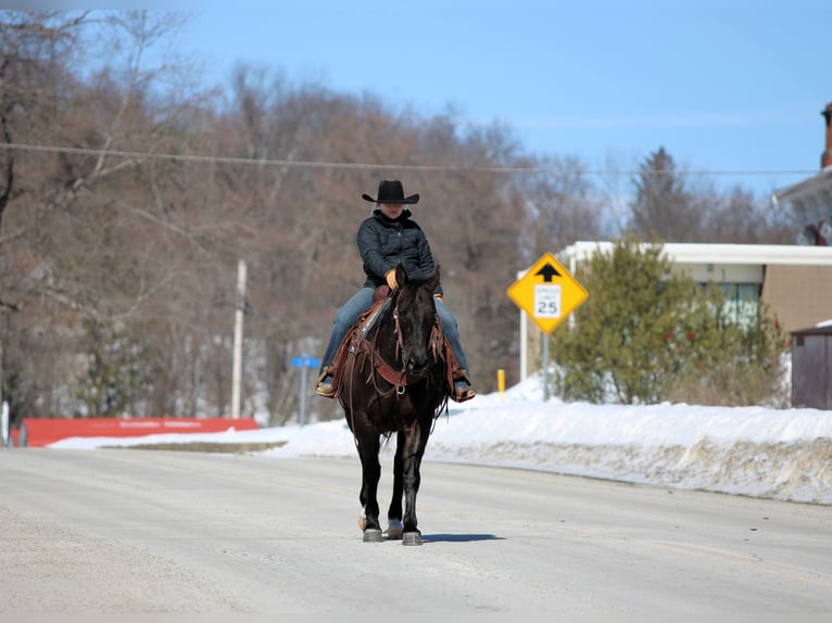 American Quarter Horse Wałach 11 lat 152 cm Kara in Clarion