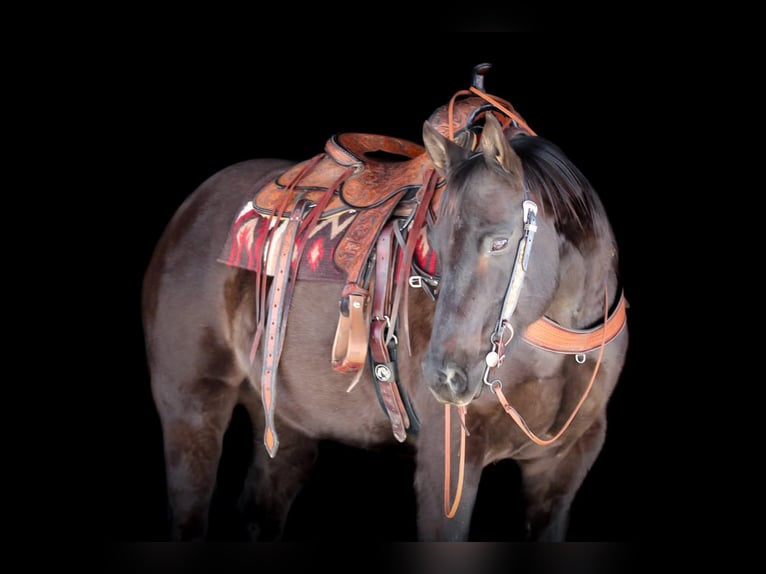 American Quarter Horse Wałach 11 lat 152 cm Kara in Clarion