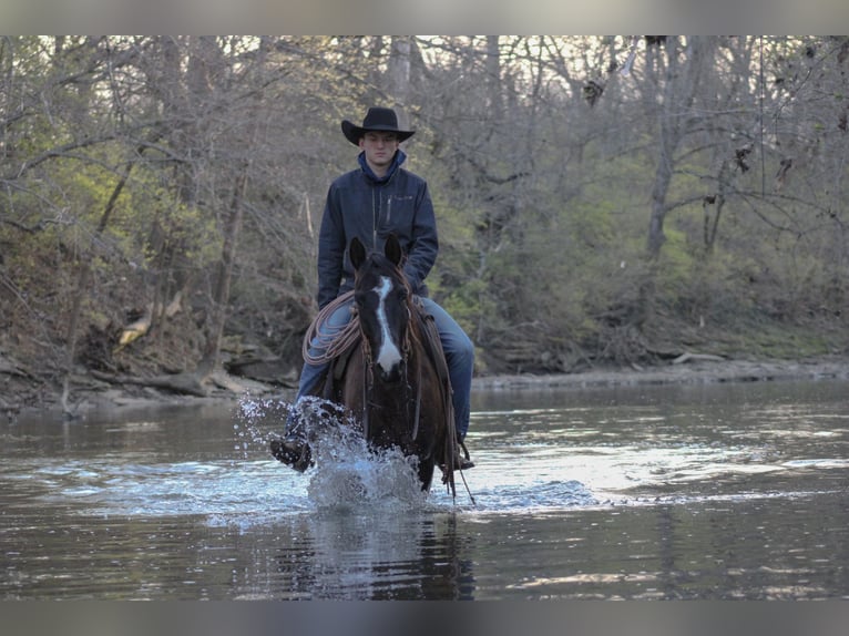 American Quarter Horse Wałach 11 lat 152 cm Kara in Carrollton KY