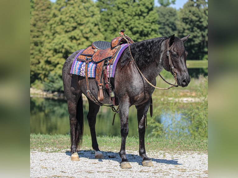 American Quarter Horse Wałach 11 lat 152 cm Karodereszowata in Robards