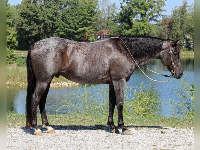 American Quarter Horse Wałach 11 lat 152 cm Karodereszowata in Robards
