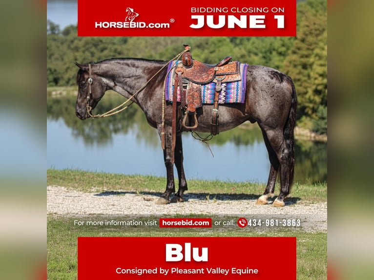 American Quarter Horse Wałach 11 lat 152 cm Karodereszowata in Robards