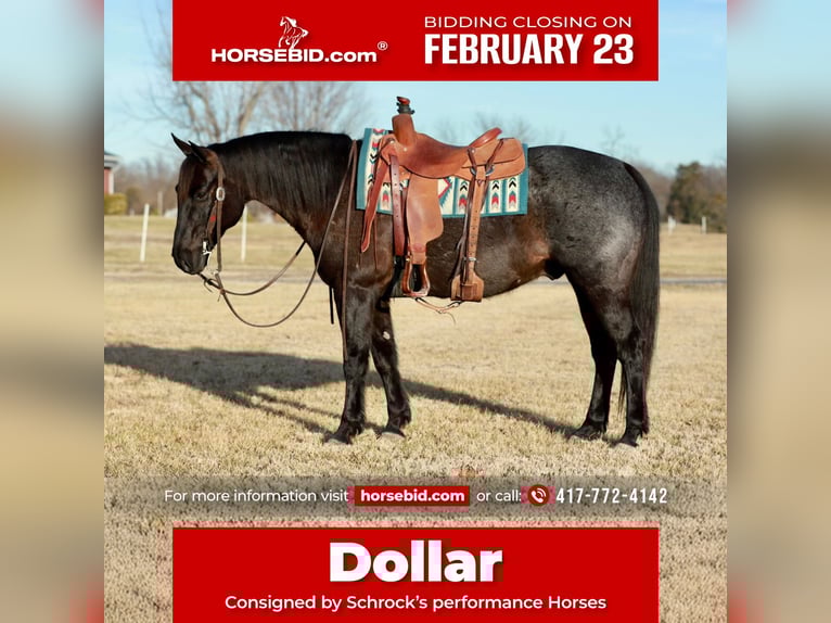 American Quarter Horse Wałach 11 lat 152 cm Karodereszowata in Purdy