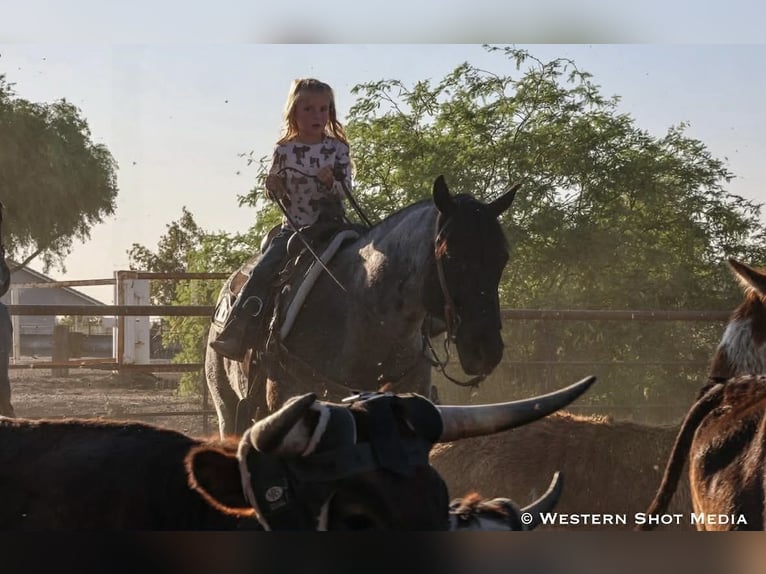 American Quarter Horse Wałach 11 lat 152 cm Karodereszowata in Purdy