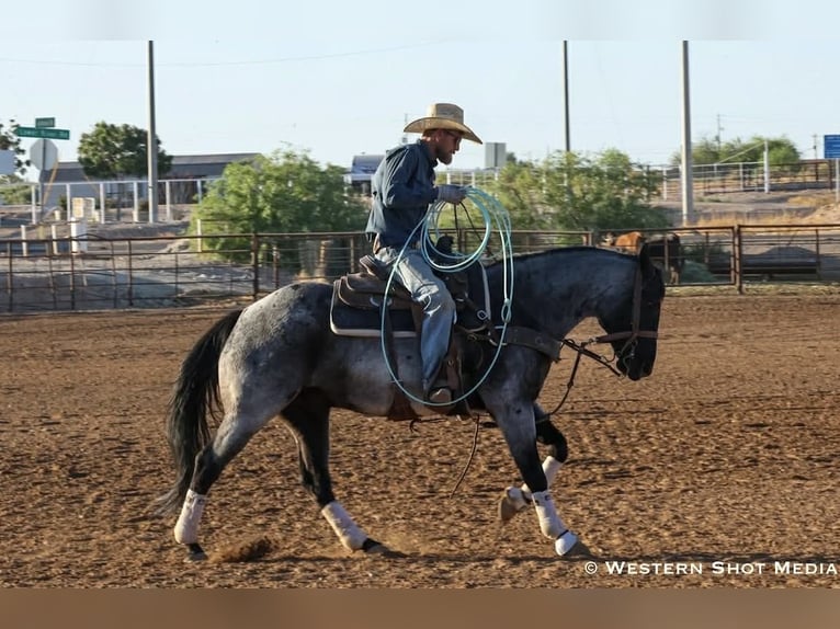 American Quarter Horse Wałach 11 lat 152 cm Karodereszowata in Purdy