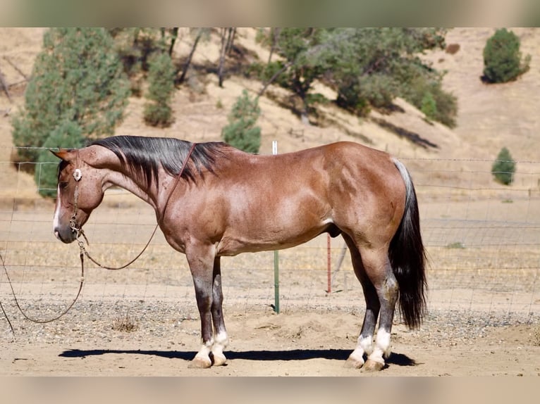 American Quarter Horse Wałach 11 lat 152 cm Kasztanowatodereszowata in Tres Pinos