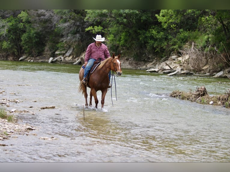 American Quarter Horse Wałach 11 lat 152 cm Kasztanowatodereszowata in STEPHENVILLE, TX