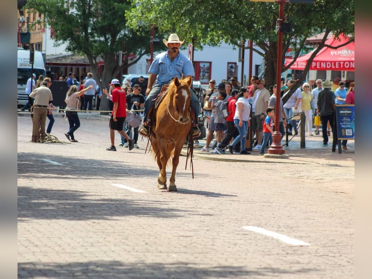 American Quarter Horse Wałach 11 lat 152 cm Kasztanowatodereszowata in Stephenville TX