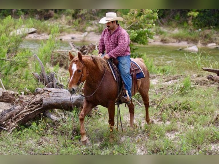 American Quarter Horse Wałach 11 lat 152 cm Kasztanowatodereszowata in Stephenville TX