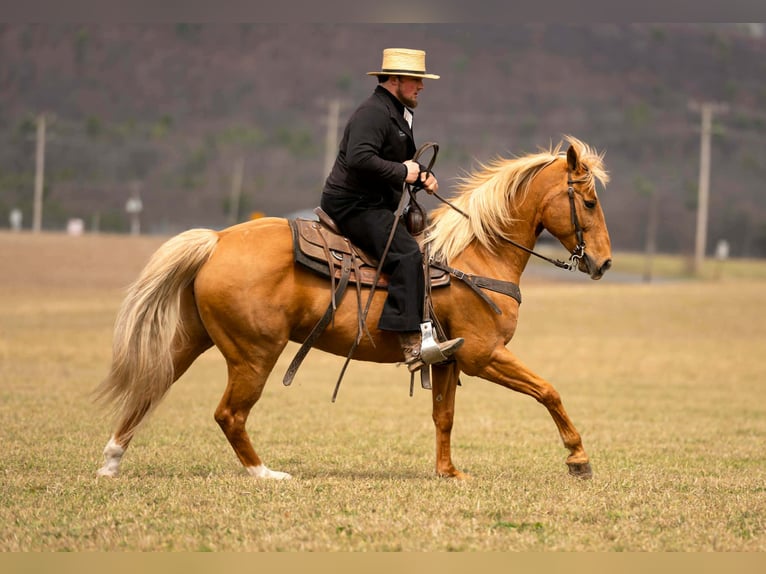 American Quarter Horse Wałach 11 lat 152 cm  in Rebersburg