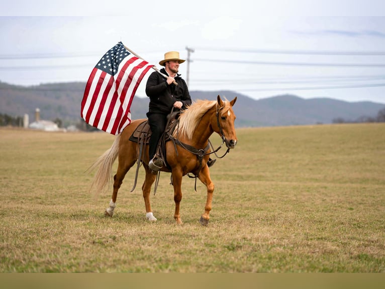 American Quarter Horse Wałach 11 lat 152 cm  in Rebersburg