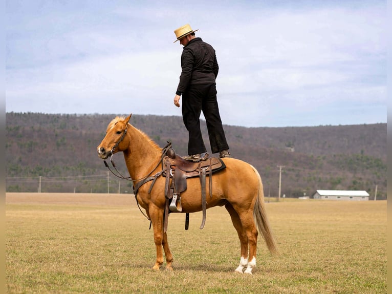 American Quarter Horse Wałach 11 lat 152 cm  in Rebersburg